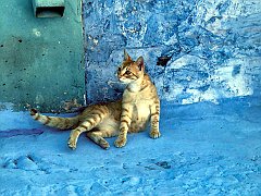 Gatti (256)